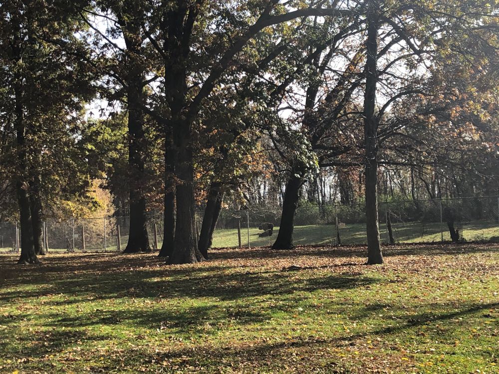 Trees at Buffalo Rock State Park