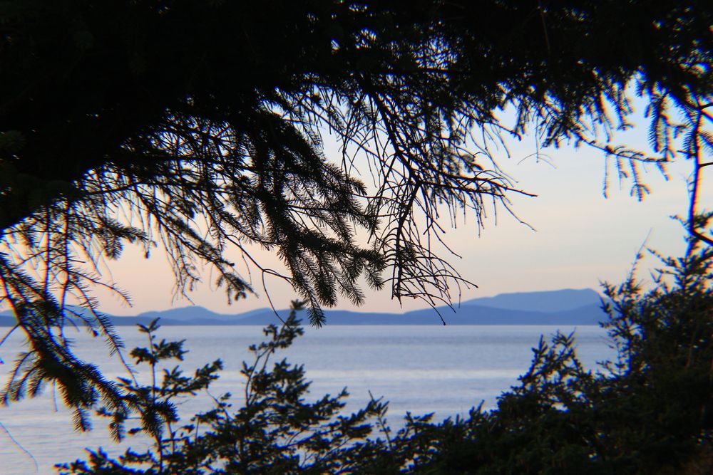 Silhouette of trees at Joseph Whidbey State Park