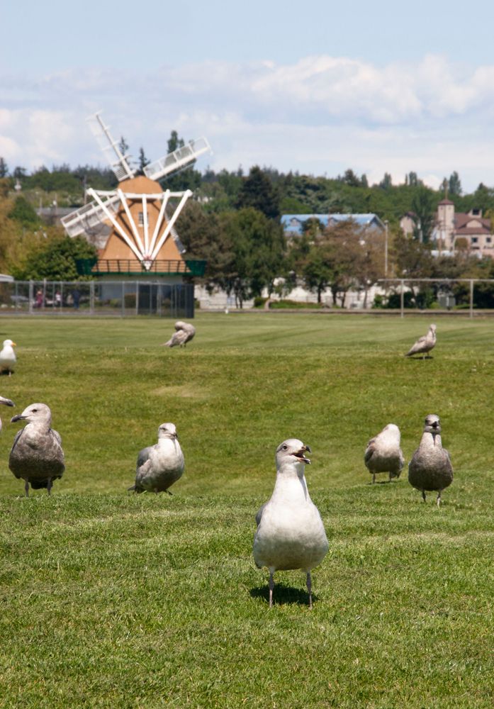 Seagulls at Windjammer Park