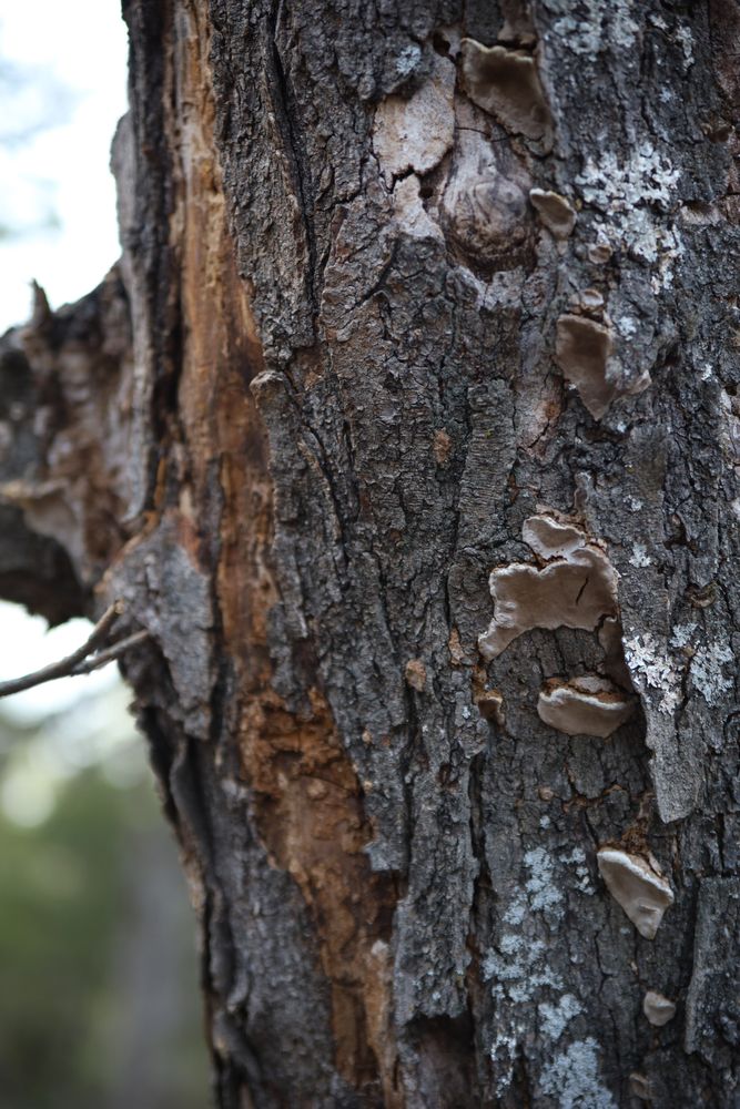 Tree bark texture at Ernie Miller Park & Nature Center.