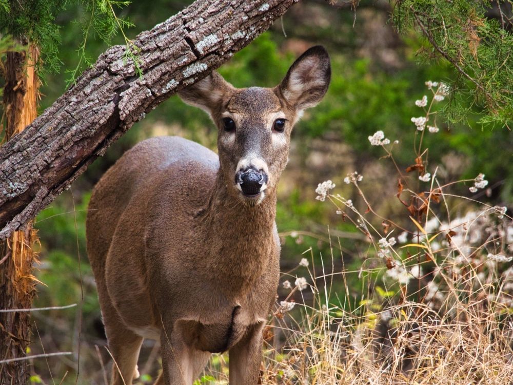 A young buck at Ernie Miller Park & Nature Center.