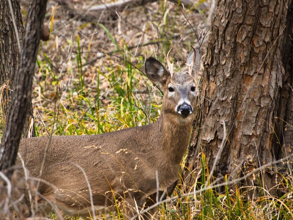 A young buck at Ernie Miller Park & Nature Center.