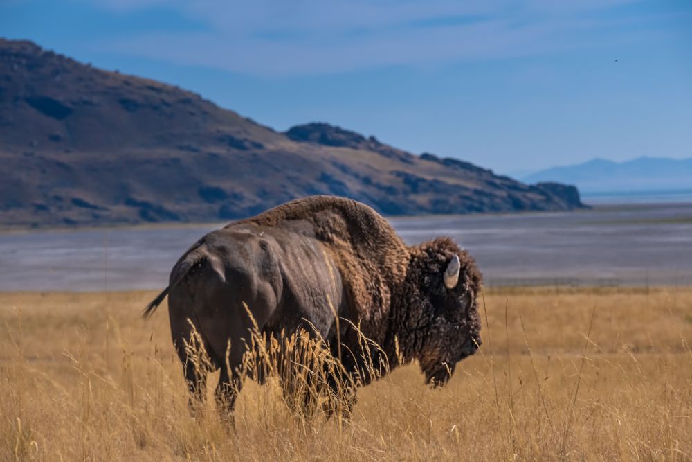 On the Antelope Island in Draper, UT
