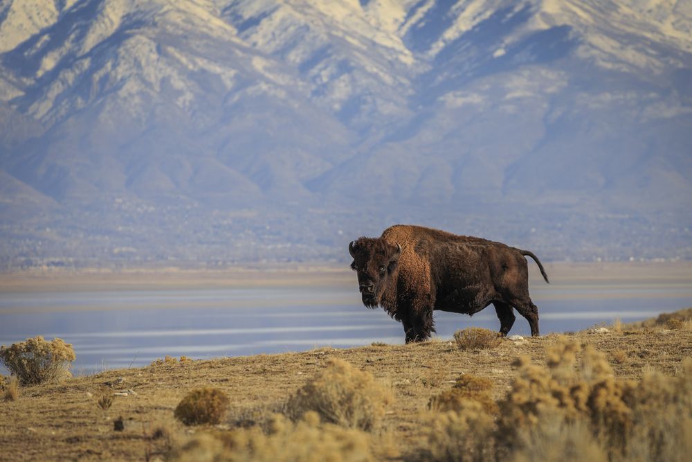 On the Antelope Island in Draper, UT