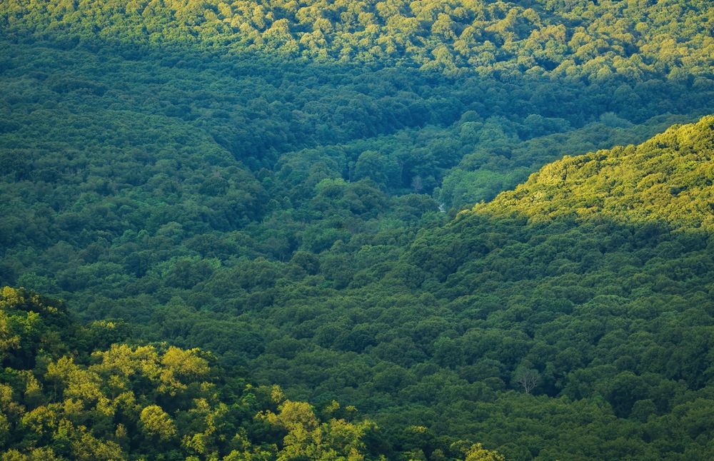 View of lush greenery from Baughman Rock Vista Overlook