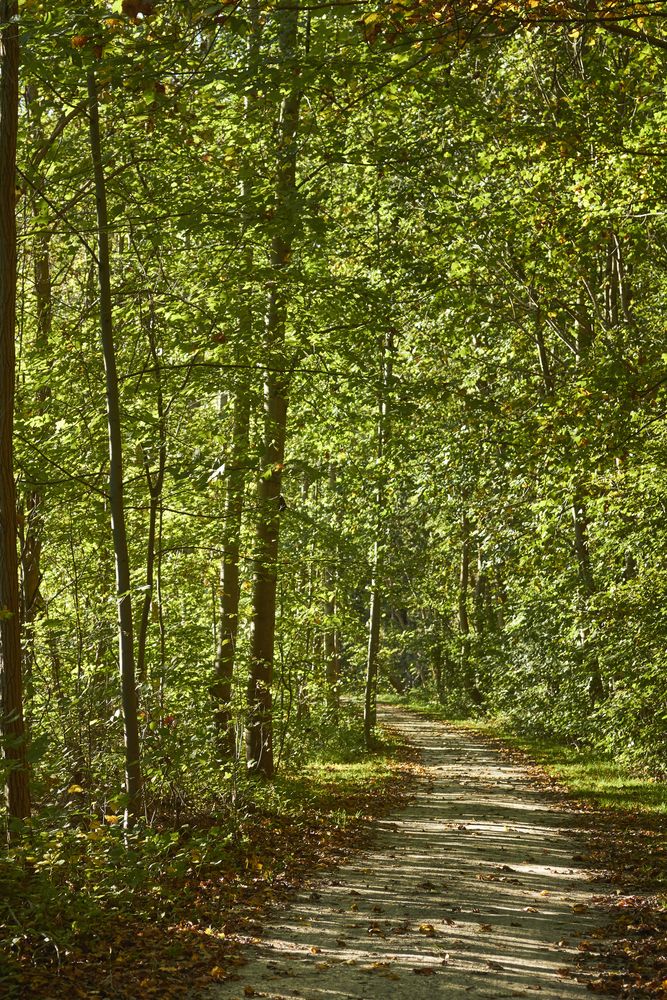 Trail with foliage along Great Allegheny Passage