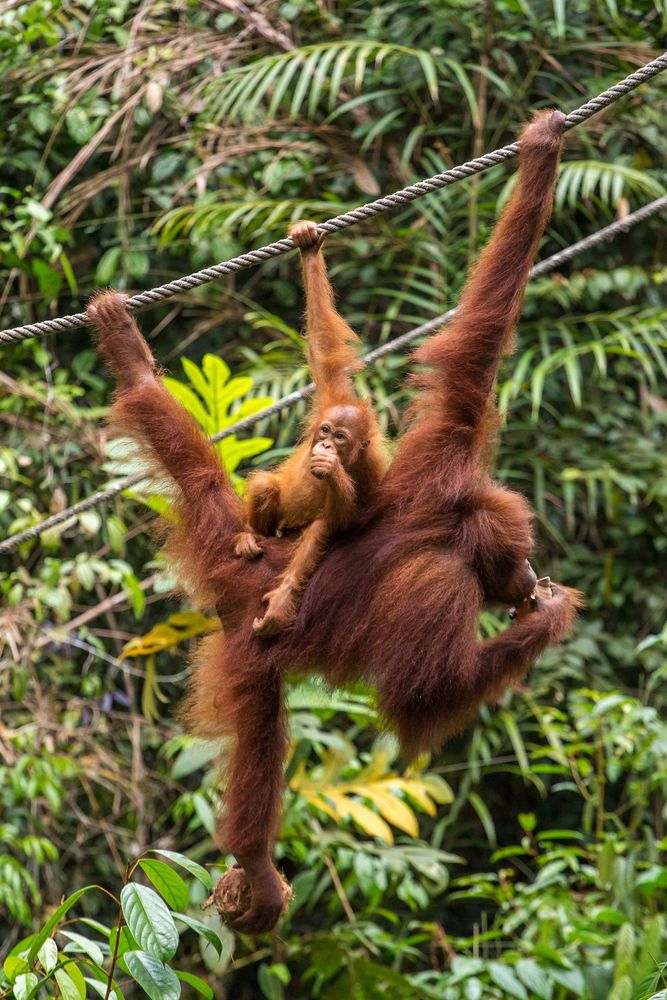 Mama and baby Orang-Uutans eating coconut at the Semenggoh Nature Reserve