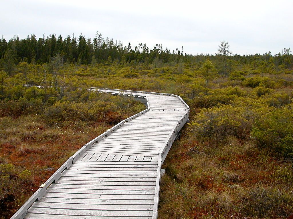 Orono Bog Walk in Bangor, Maine