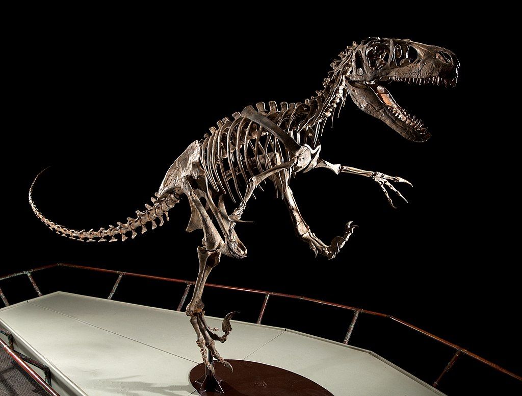 Dinosaur skeleton in the BYU Museum of Paleontology