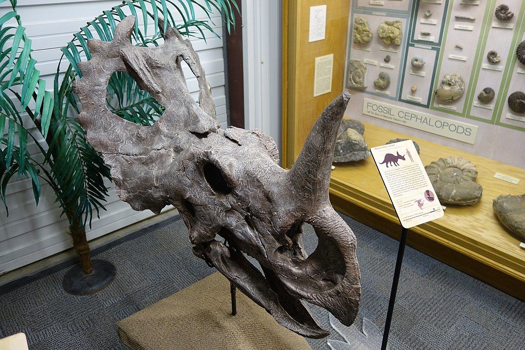 Dinosaur skull in the BYU Museum of Paleontology