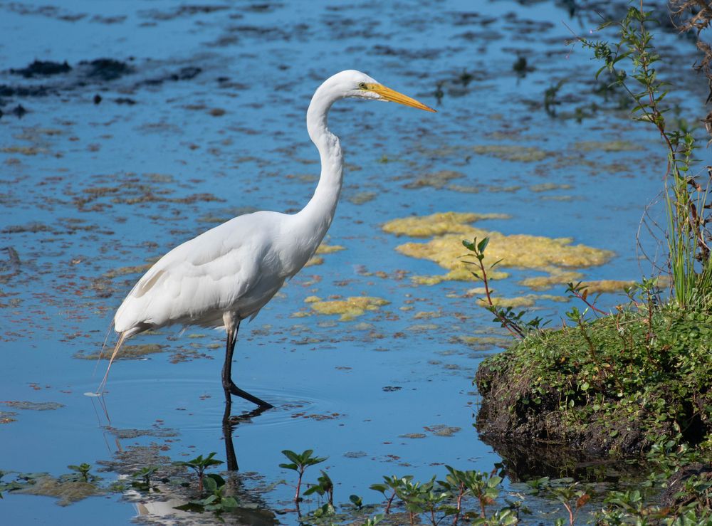 A Bird in Pinto Lake County Park