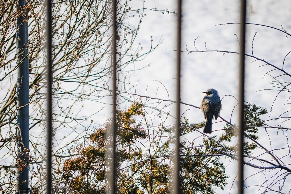 A bird on a tree at Occoquan Bay National Wildlife Refuge