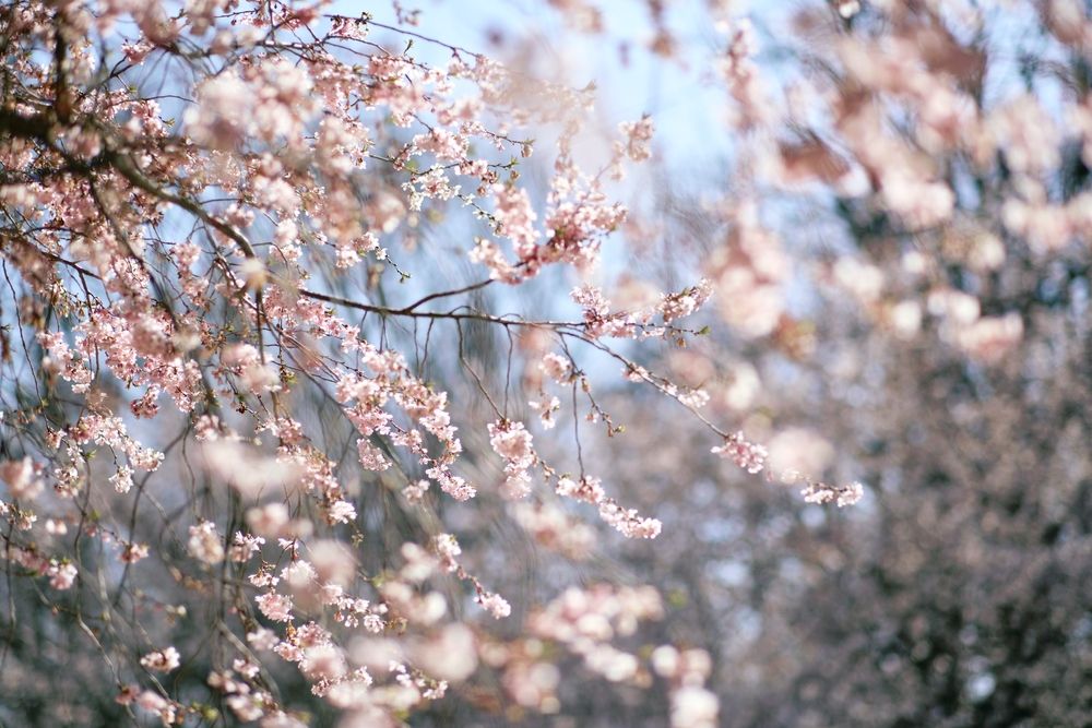 Cherry blossom trees at Shofuso Japanese House and Garden