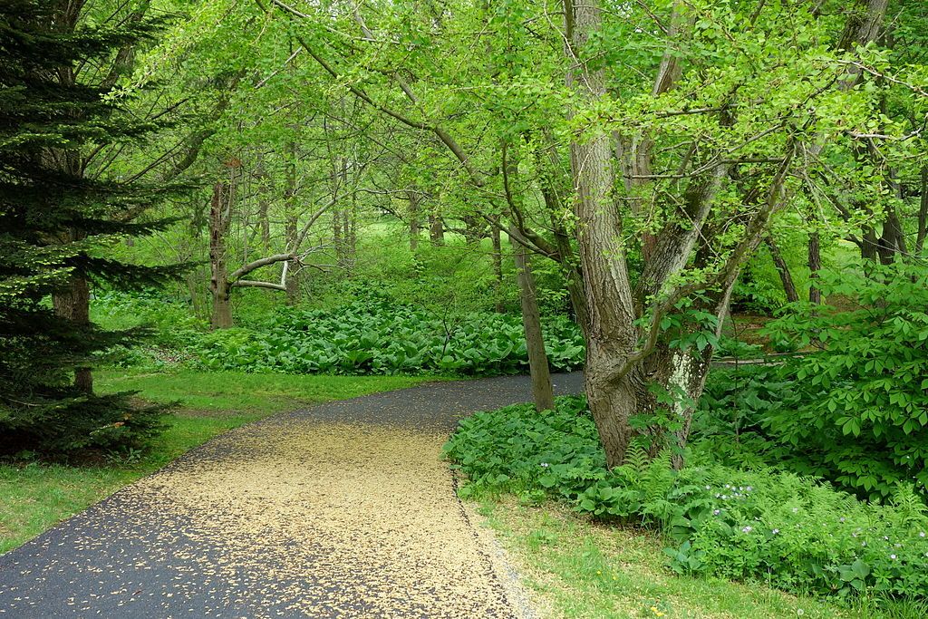 Trail with foliage at Tyler Arboretum
