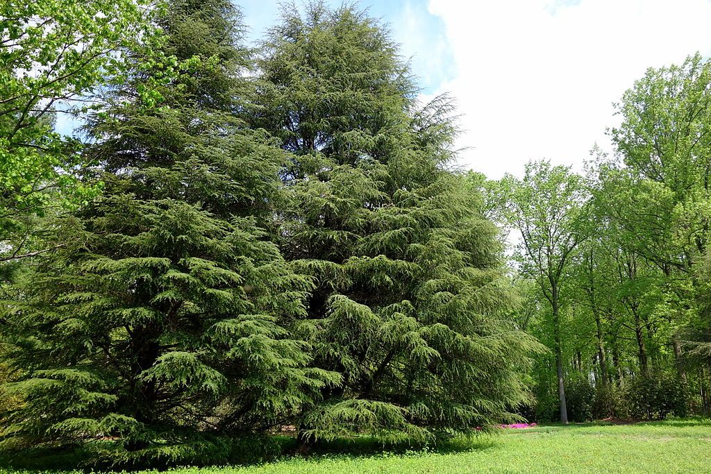 Lush trees at Tyler Arboretum