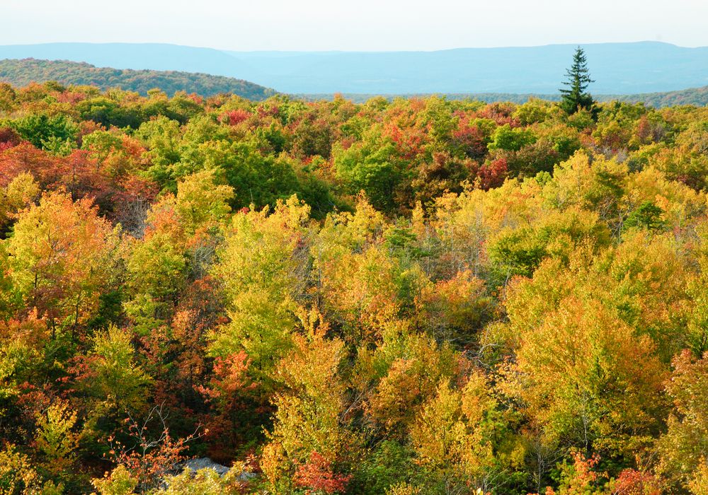 The view from Mount Davis