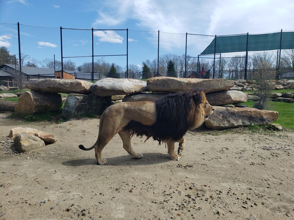 A lion at Keystone Safari