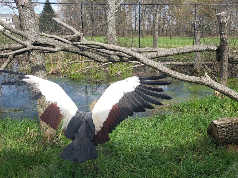 Crane at Keystone Safari