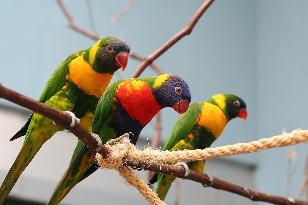 Colorful birds at National Aviary