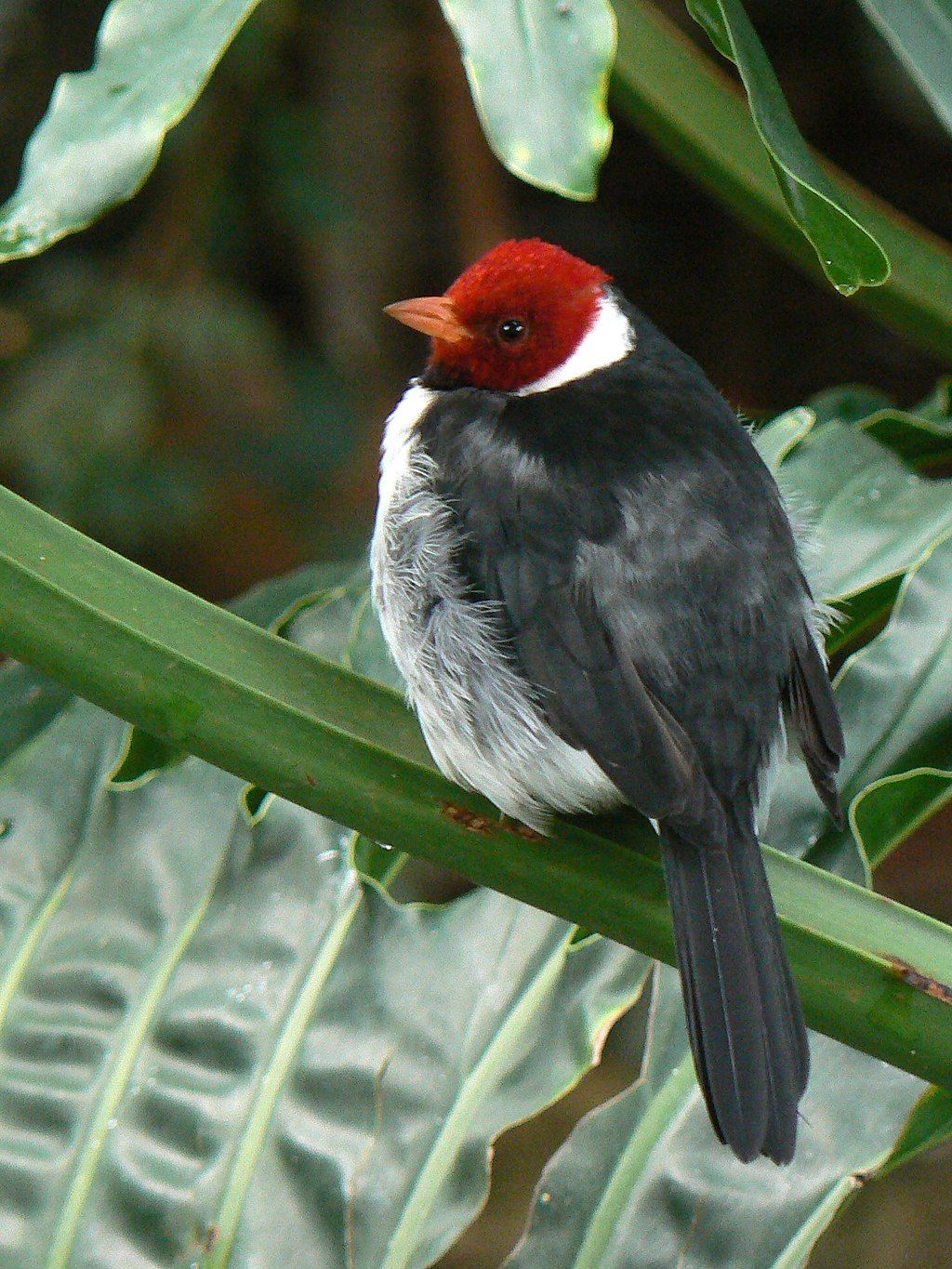 A cute bird at National Aviary