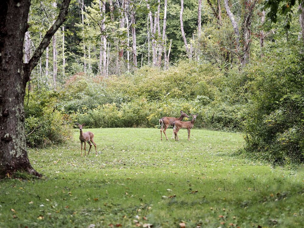 Animals at Oil Creek State Park