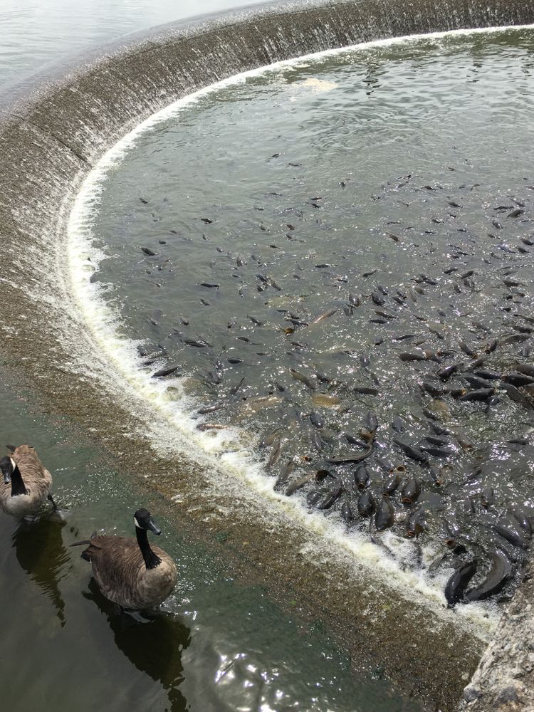 The waters of Where the Ducks Walk on Fish