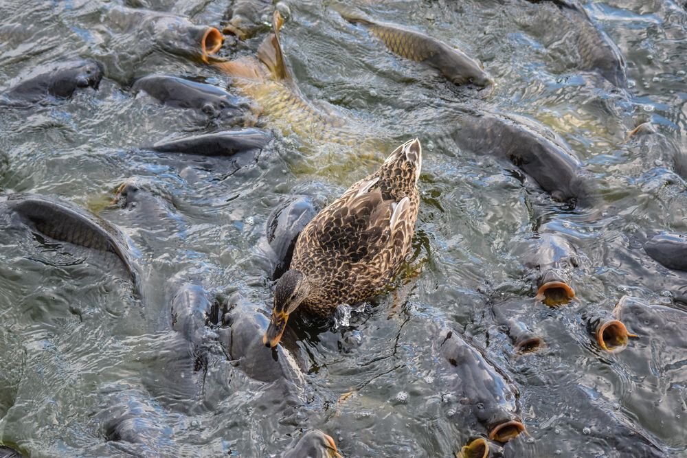 Daytime view of Where the Ducks Walk on Fish