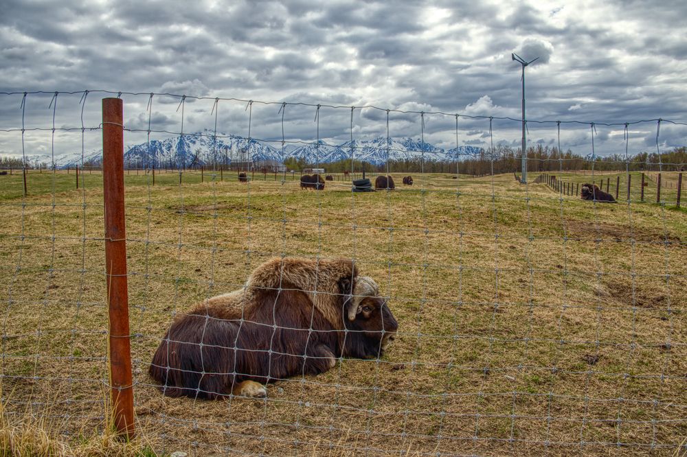 Oxen at Musk Ox Farm