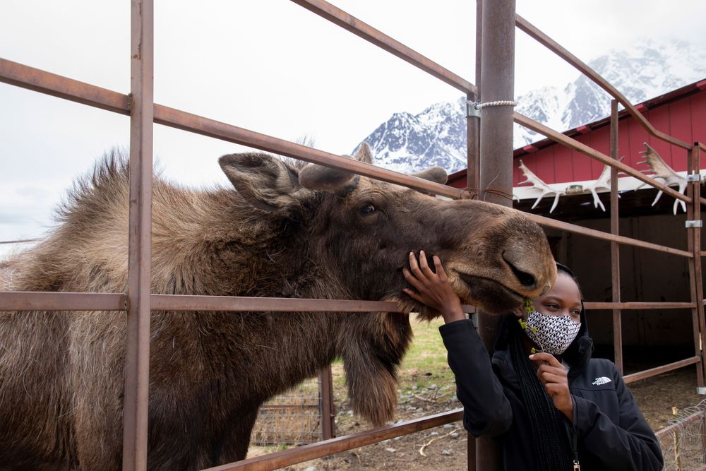 A person posing with a reindeer at Reindeer Farm