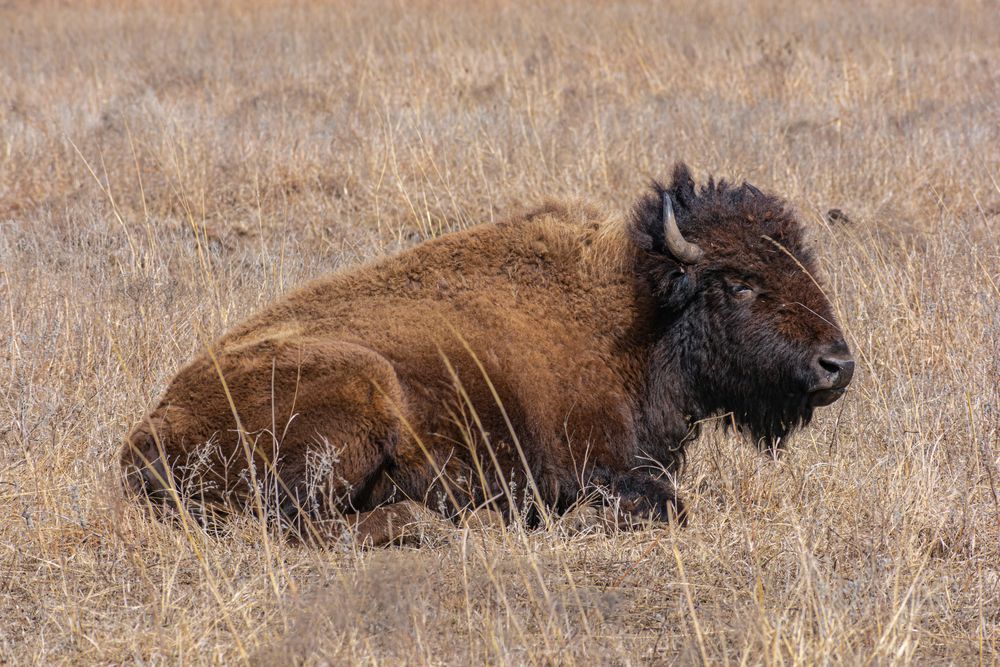 A bison at Joseph H. Williams Tallgrass Prairie Preserve