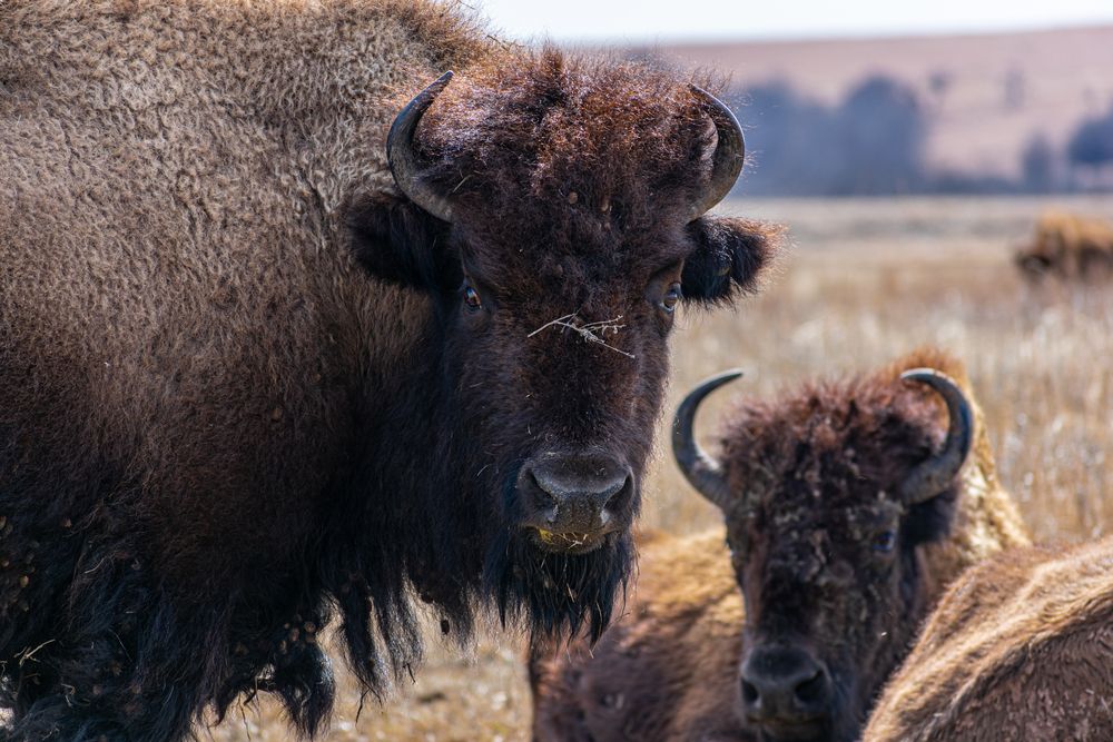 Bisons at Joseph H. Williams Tallgrass Prairie Preserve