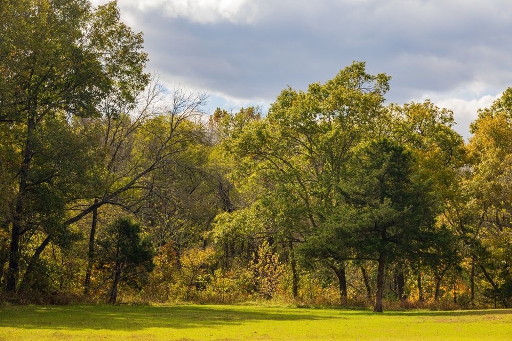 Lush trees at Osage Hills State Park
