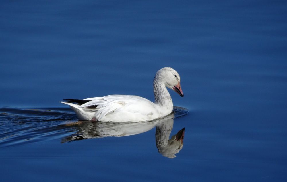 Snow goose on the waters of Green Valley Park