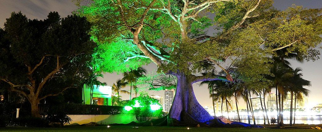Night view of Giant Kapok Tree