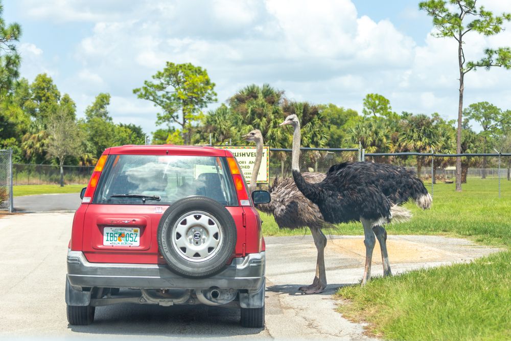 Ostrich at Lion Country Safari