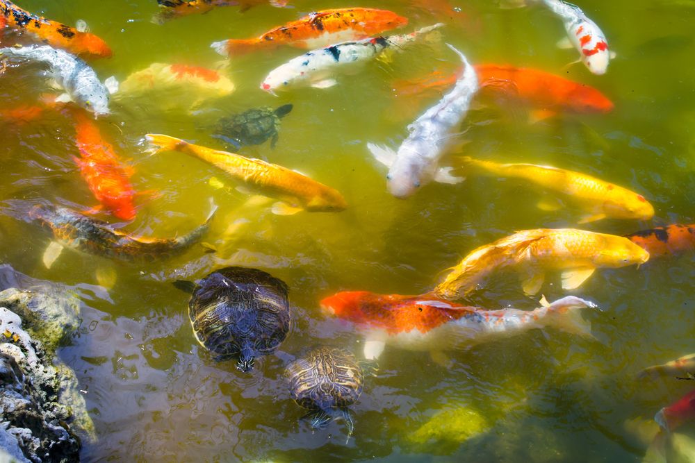 Koi fish at Morikami Museum and Japanese Gardens