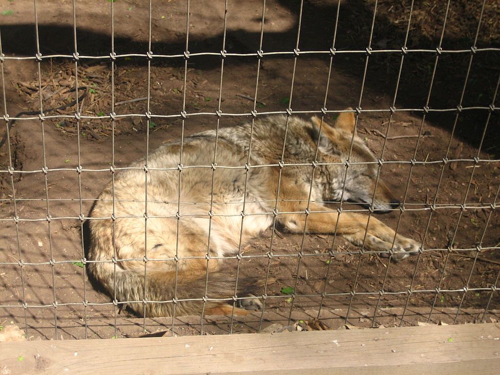 Sleeping coyote at Amarillo Zoo