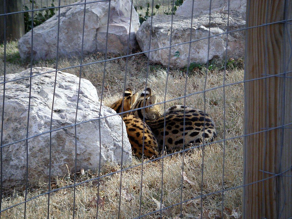 Serval at Amarillo Zoo