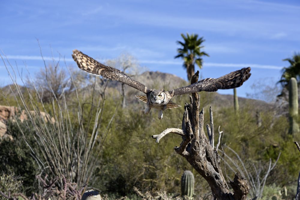 An owl at Arizona-Sonora Desert Museum