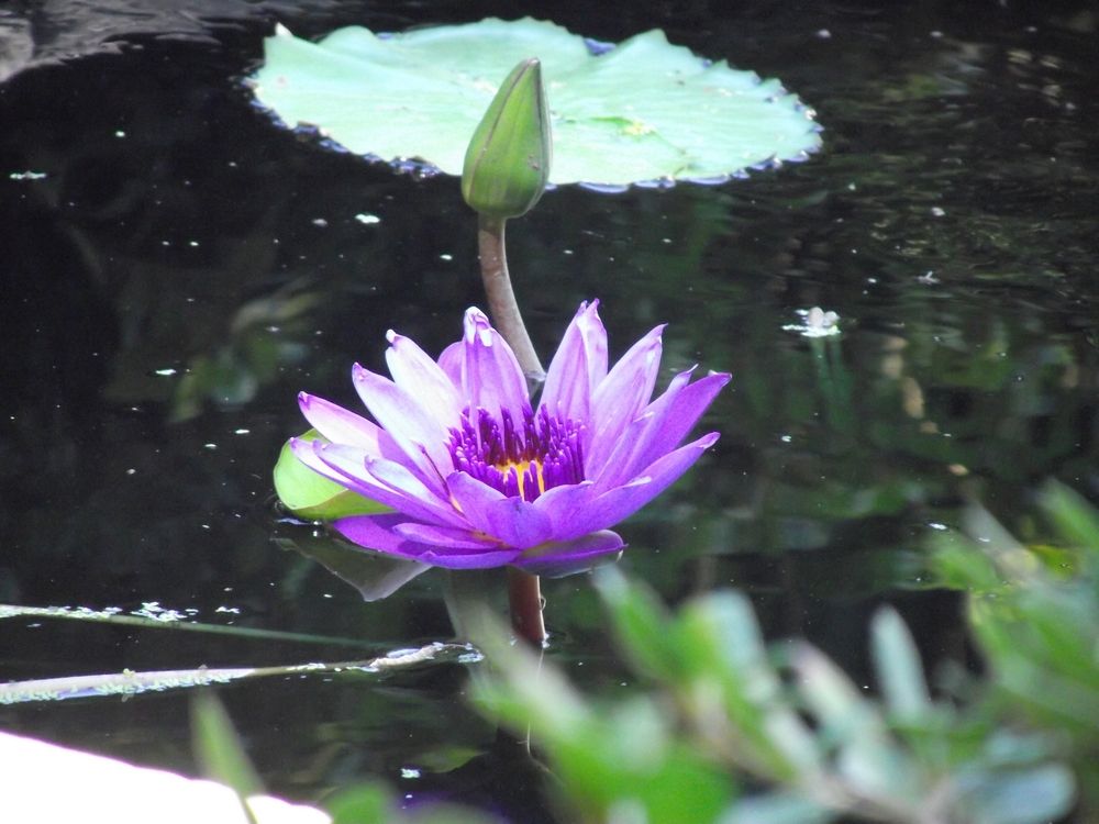 Lily pad pond at Chandor Gardens