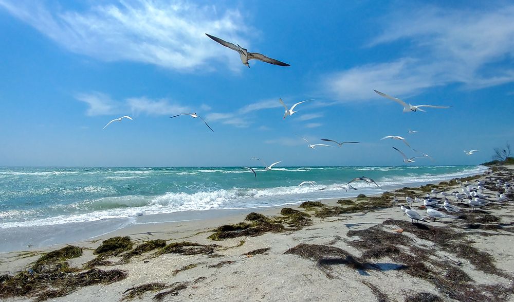 Seagulls flying over Fort De Soto Park