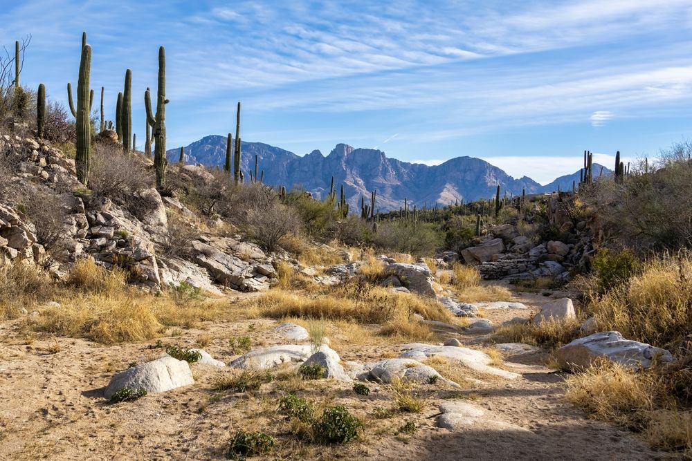 Desert landscape of Honey Bee Canyon Park