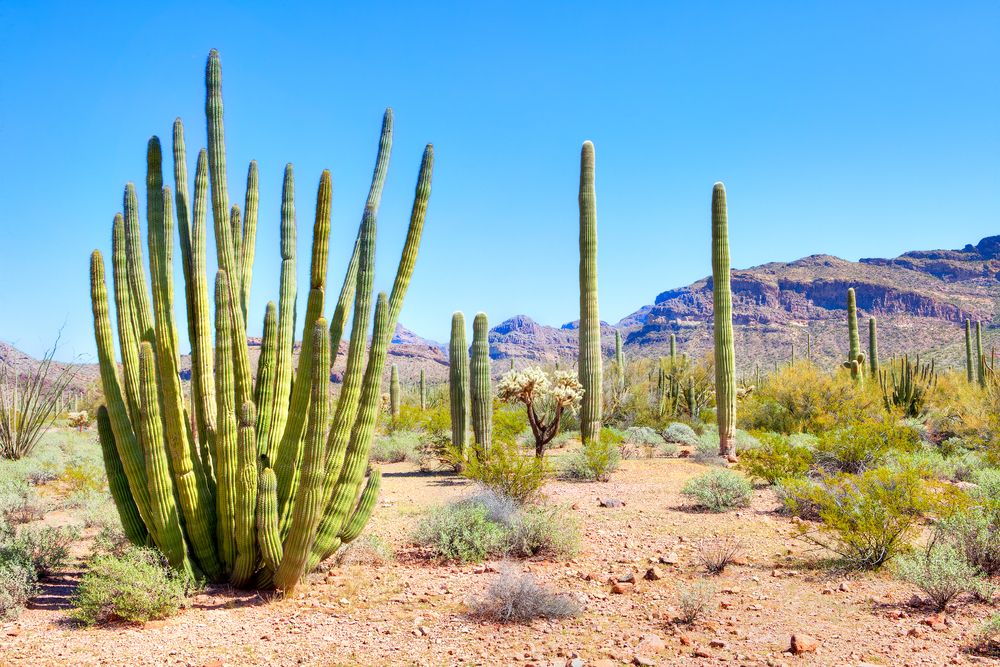 Giant cacti at Organ Pipe Cactus National Monument