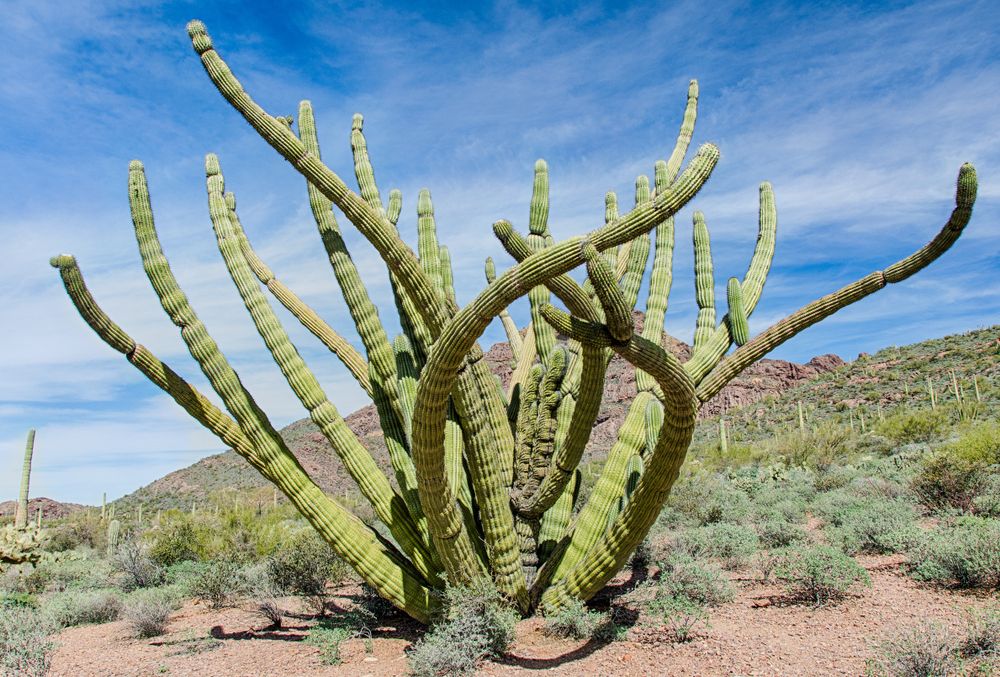 Octopus-like cactus at Organ Pipe Cactus National Monument