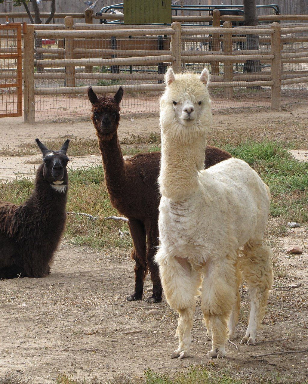 Llamas at Pueblo Zoo