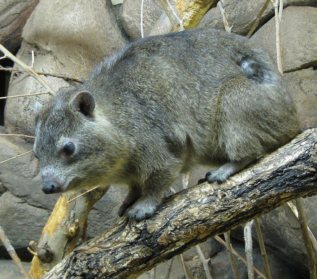 A hyrax at Pueblo Zoo