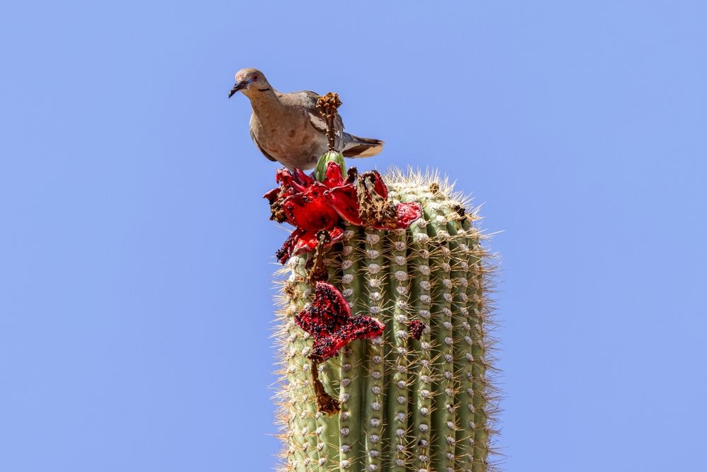 A bird on top of a cactus at Saguaro National Park