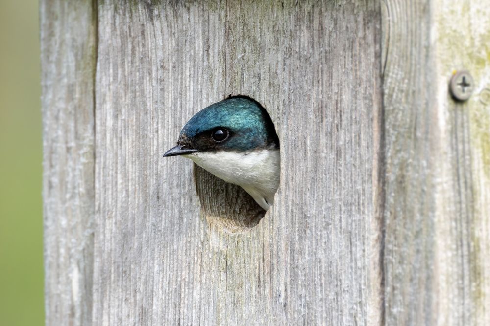 A bird at Wissahickon Valley Park