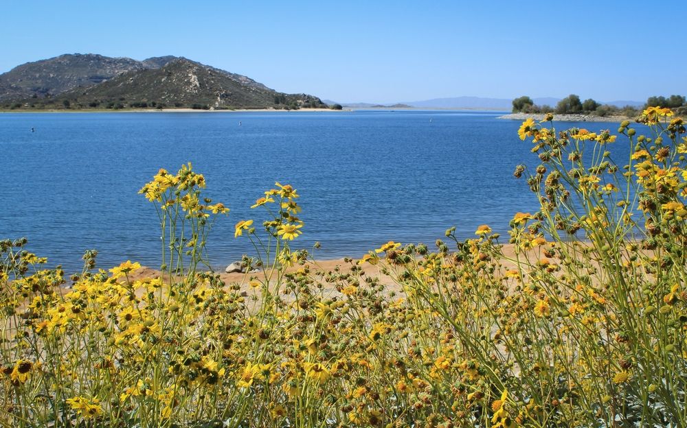 Flowers near Perris Reservoir