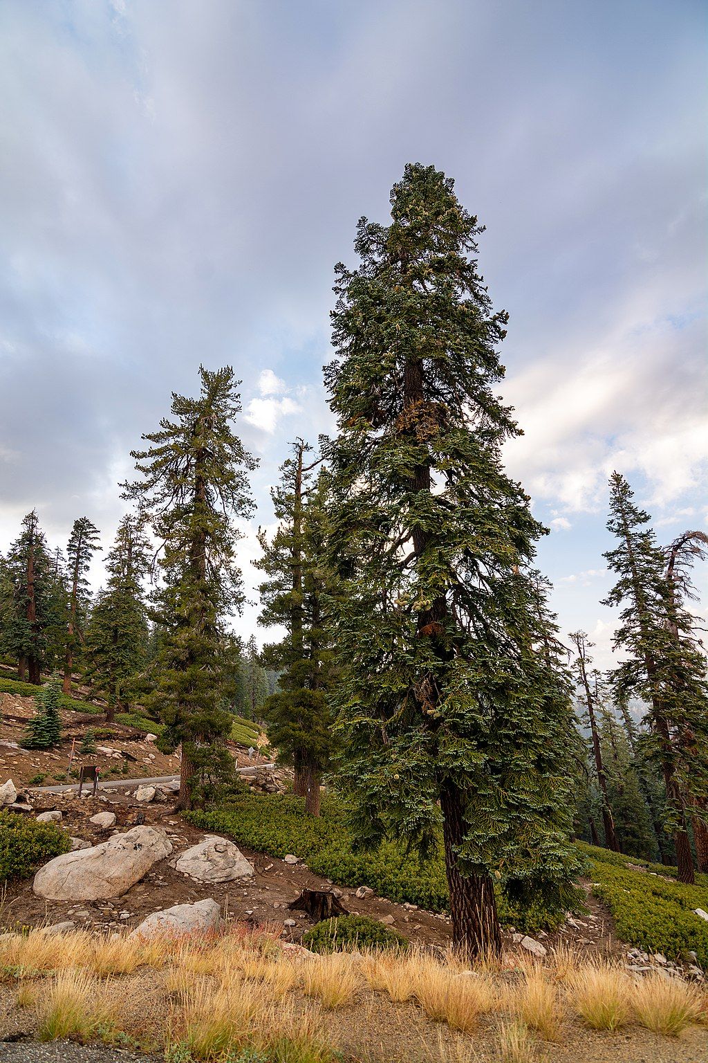 Tall trees at Sequoia National Forest